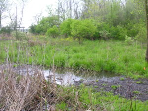 Grassy green area with a low muddy spot. This low muddy spot is a vernal pool. 
