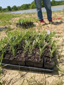 A black flat of small green butterfly weed plants waiting to be planted in the wetland area. The tray of plants is sitting on the ground.