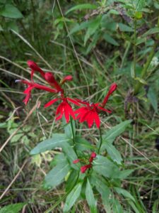 cardinal flowers: Bright red flowers. Thin petaled flowers, multiple flowers on the same plant on different green stalks. 