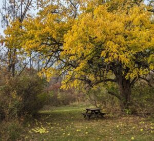 Osage orange tree near our larger labyrinth: bright yellow leaves cling to the branches of the tree with fallen osage oranges on the ground below the tree near a picnic table.