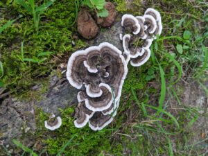 Turkey tail fungus on a log: shelf like fungus with varied color stripes. Brown, black, alternating to edge of the fungus where the color at the edge of the fungus is white.