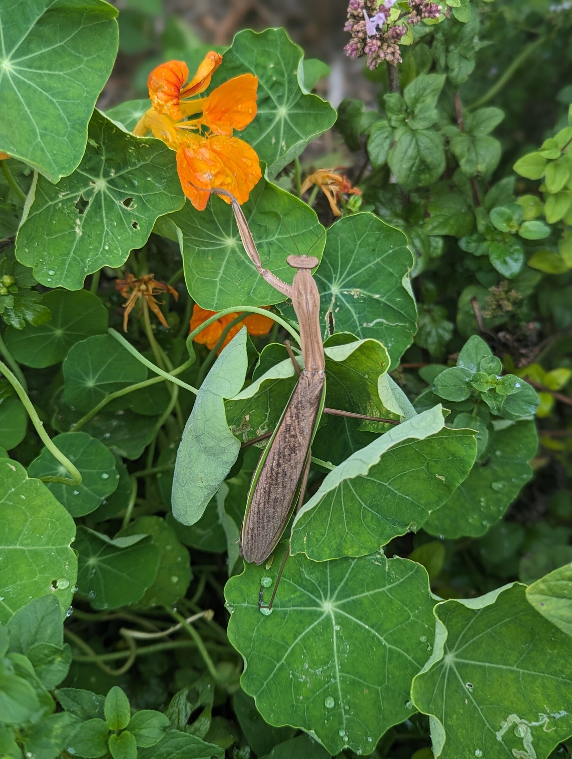 Light brown preying mantis, with one leg extended forward, sitting a top green nasturtium leaves.